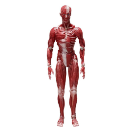 Original Character Figure Figma Human Anatomical Model 15 cm