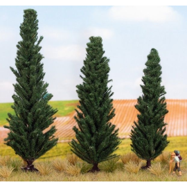 3 Cypresses 10, 11 and 13 cm