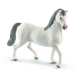 Lipizzaner stallion