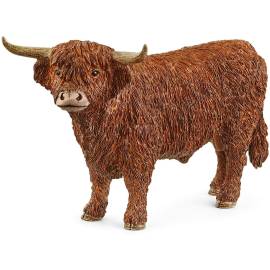 Highland Bull