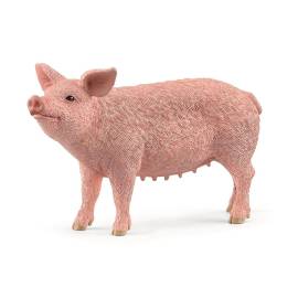 Pig