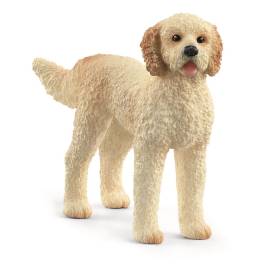 Goldendoodle dog