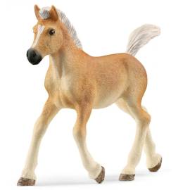 Haflinger foal