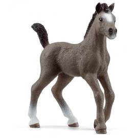 French Selle Foal