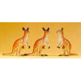 Kangaroos