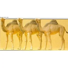 Camels