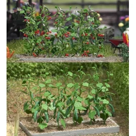 Cucumber and Tomato Plants