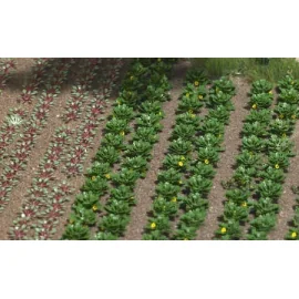 Fields of vegetables and salads