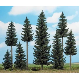 Fir forest