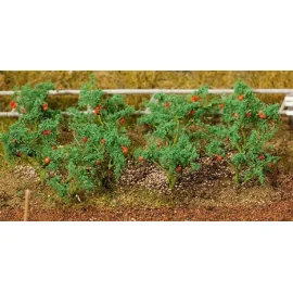 Plant tomatoes 18 pieces